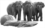 Elefantis